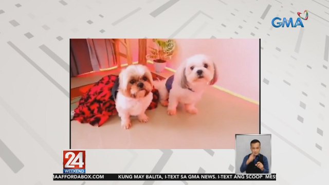 2 shih tzu fur babies, kinagigiliwan sa talent at OOTDs online | 24 Oras Weekend
