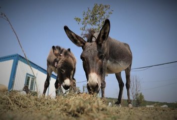 KÖPEK SALDIRISINDA YAVRUSUNU KAYBEDEN EŞEK, YENİ YAVRU DÜNYAYA GETİRDİ