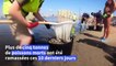 Espagne: asphyxiée par les nitrates, la mer Mineure recrache des milliers de poissons morts