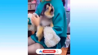 Cute Funny Cats and Dogs Videos Compilation _ Funny Cats _ Funny Dogs _ Part- 1
