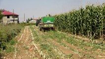 Muş'ta silajlık mısır hasadına başlandı