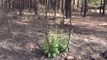 Marmaris ve Datça'daki yanan orman alanlarında doğa yeniden canlanmaya başladı (2)