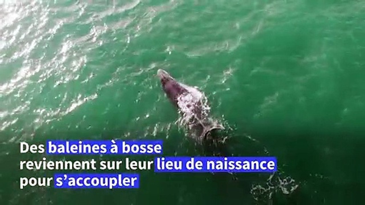 Des baleines à bosse sur la côte Pacifique de la Colombie pour s'accoupler