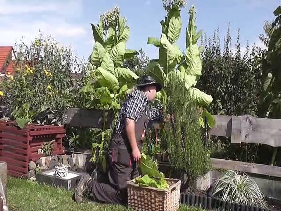 Tabakernte im Garten am 25.08.2021