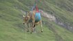 Dans les alpages suisses, des vaches blessées se font évacuer par hélicoptère