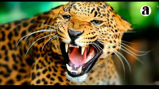 MODELO ALEMANA JESSICA LEIDOLPH FUE MORDIDA POR UN LEOPALDO EN UNA SESIÓN DE FOTOS