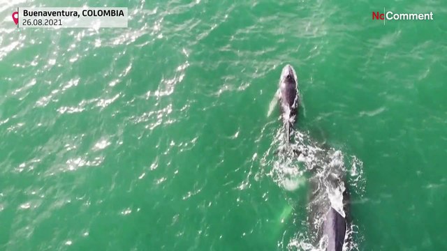 Faszinierendes Naturschauspiel: Buckewale vor Kolumbien