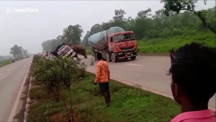 Un camion presque retourné par un éléphant en colère