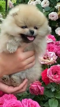 #World's Most Expensive & Beautiful Puppies | #Friendly Smart Intelligent Extreme Loyal #Dogs #Puppy
