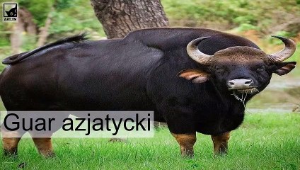 Top 10 najcięższych zwierząt na świecie