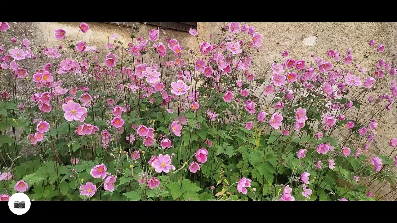 Samedi 28aout rando musicale a Montigny le guesdier 17km belle journée  organisée parl association patrimoine et culture de la Bassée