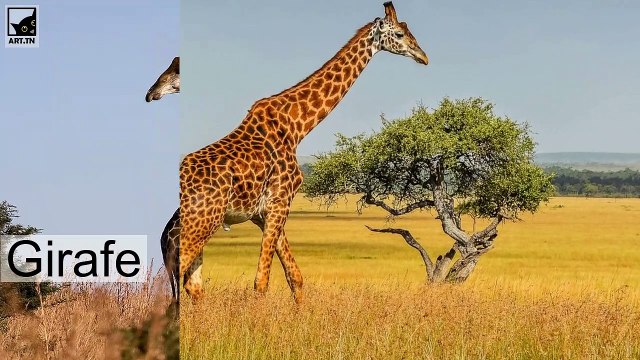 Top 10 des animaux les plus lourds au monde