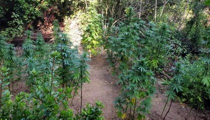 Son dakika haberleri... Bursa'da jandarmadan kenevir operasyonu