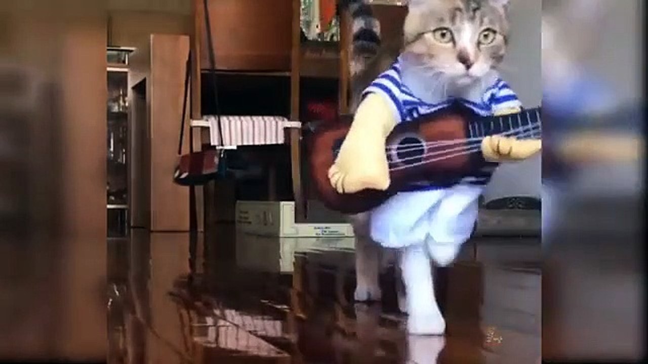 Funny Cat Compilation #2   (Try not to laugh)