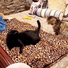 Try not to laugh Funny Cat Videos 2021