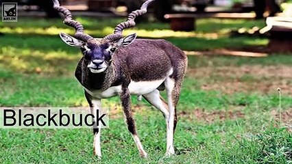 Top 5 najszybszych zwierząt lądowych na świecie