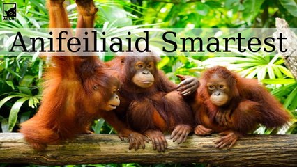 Y 6 Anifeiliaid Smartest yn y Byd