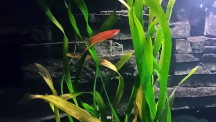 fish