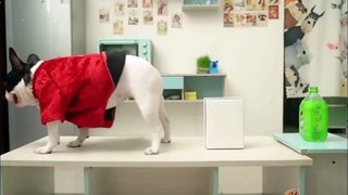 Funniest Animals - Best Funny Animal Videos