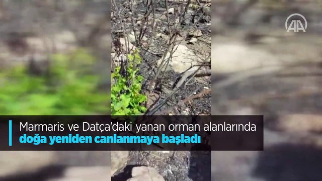 Marmaris ve Datça'daki yanan orman alanlarında doğa yeniden canlanmaya başladı