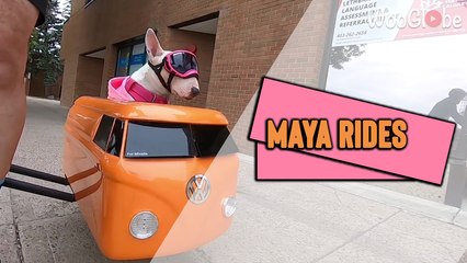 'Cute Bull Terrier Enjoying a Bike Ride in her Sidecar'