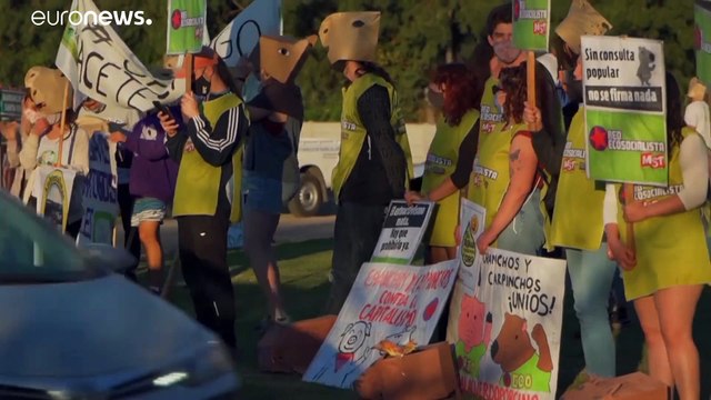 Argentina| La invasión de las ratas gigantes