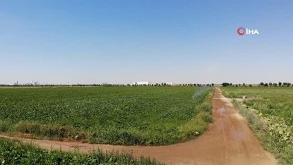 Yeraltı suları kullanıldı, kuraklığa rağmen Konya Ovası'nda pancarda verim düşmedi