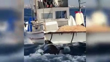Fethiye'de 300 kilo ağırlığındaki Akdeniz foku ölü bulundu