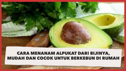 Cara Menanam Alpukat dari Bijinya, Mudah dan Cocok untuk Berkebun di Rumah