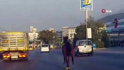 Bursa'da at şoku! Trafiği alt üst etti
