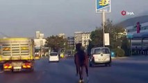 Bursa'da at şoku! Trafiği alt üst etti