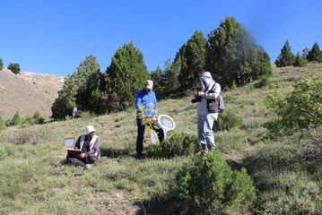 Binali Yıldırım Üniversitesinden akademisyenler "bitki ve tozlaştırıcı böcekler arasındaki ilişkiyi" araştırıyor