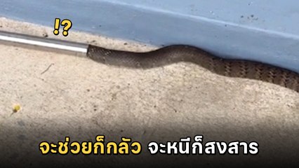 โซเชียลร้องจ๊าก ! งูไม่มีหัว ดิ้นสุดตัวเอาชีวิตรอด เจอแบบนี้ต้องวิ่งหรือต้องช่วย ?!