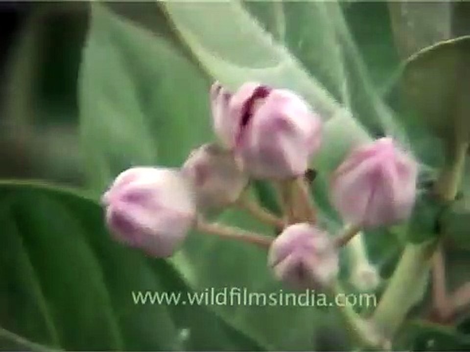 Calotropis gigantea (Crown flower)