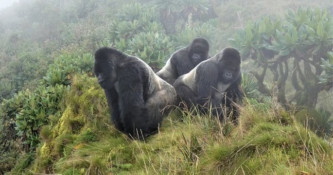 Au Rwanda, ces trois frères gorilles veillent ensemble sur un groupe composé de 22 femelles