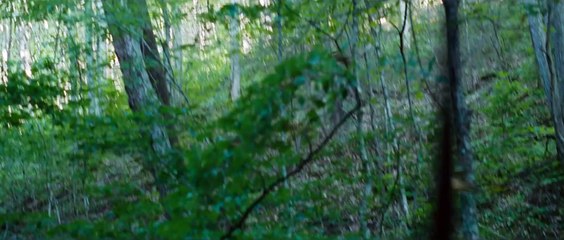 Los juegos del hambre - Tráiler Oficial HD