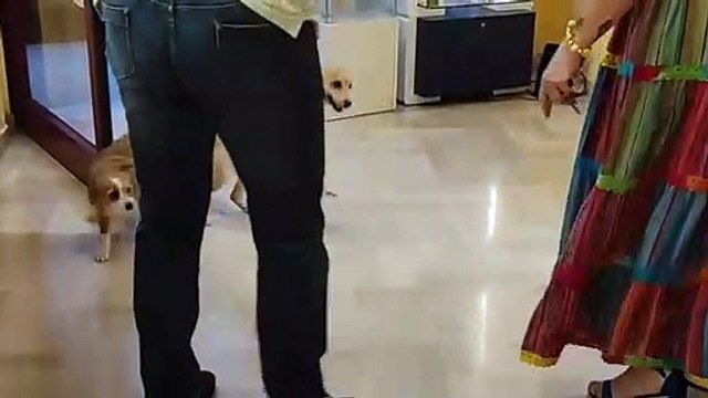 Andria: la felicità di Maikol che riabbraccia la famiglia umana dopo settimane di ricerche. Sempre più convinta che riportarli a casa sia la cosa più bella - video