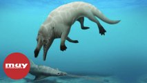 Descubren un fósil de una ballena de cuatro patas en Egipto