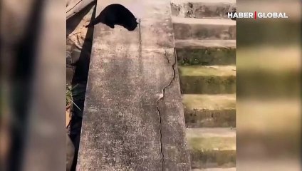 Kedinin kaydırak keyfi kamerada