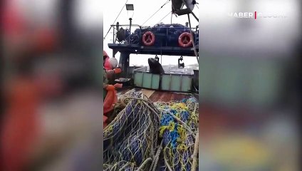 Dev fok balığı gemiye tırmanıp balıklara dadandı! İşte o anlar