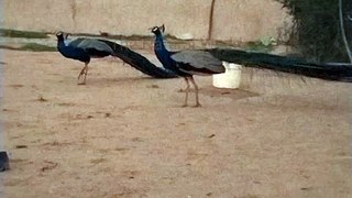 Beautiful Peacock (मोर) || Beautiful Birds. #nature #beautifulpeacock #birds