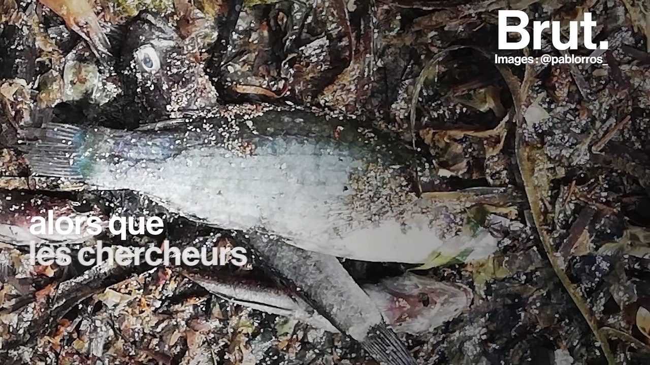 Des tonnes d'animaux morts recouvrent les plages en Espagne