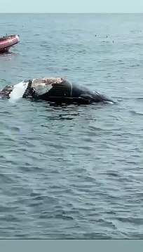 tubarões, carcaça de baleia