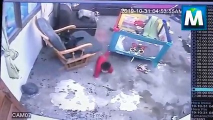 Heroica gata salva a bebé de caer por escaleras.