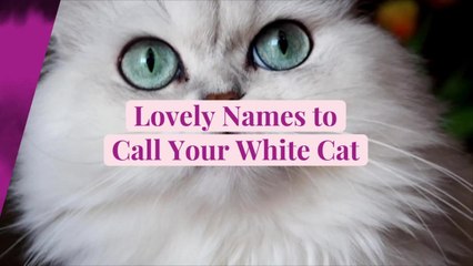 50 Lovely Names to Call Your White Cat