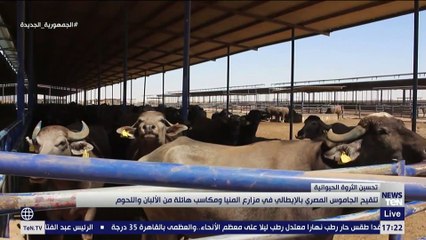 تلقيح الجاموس المصري بالإيطالي في مزارع المنيا ومكاسب هائلة من الألبان واللحوم