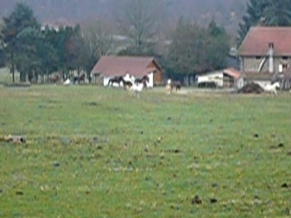 le troupeau au galop