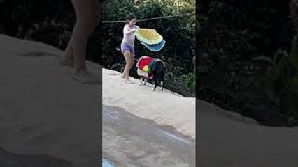 Helpful Doggy Collects Drying Carpets