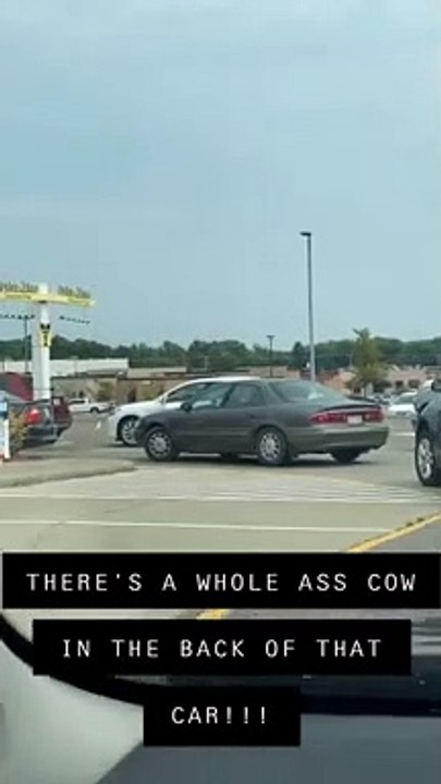 Car with a Cow in the Backseat