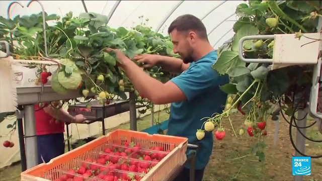 UK labour shortages: Farming and trucking sectors blame new post-Brexit rules